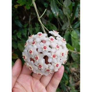 Lan Cẩm cù cây lớn sắp hoa