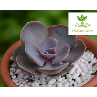 Sen đá hồng phấn - Sen đá số 3