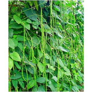 Hạt giống Đậu đũa leo dễ trồng
