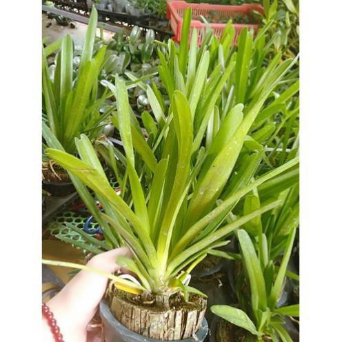 Hoa phong lan kiếm ngọc bích