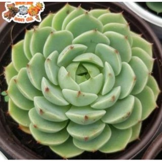 sen đá Hoa hồng bạc