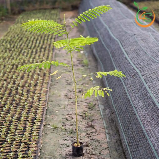 CÂY PHƯỢNG LỬA-FREESHIP TỪ 50K