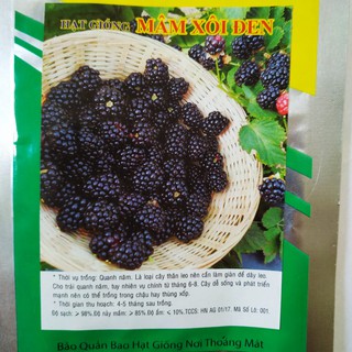 Hạt giống MÂM XÔI ĐEN / Đỏ - BLACKBERRY