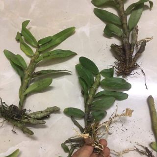 Trầm tím- lá nhựa thân nù