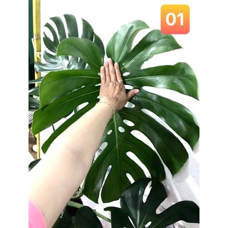 TRẦU BÀ LÁ XẺ NAM MỸ