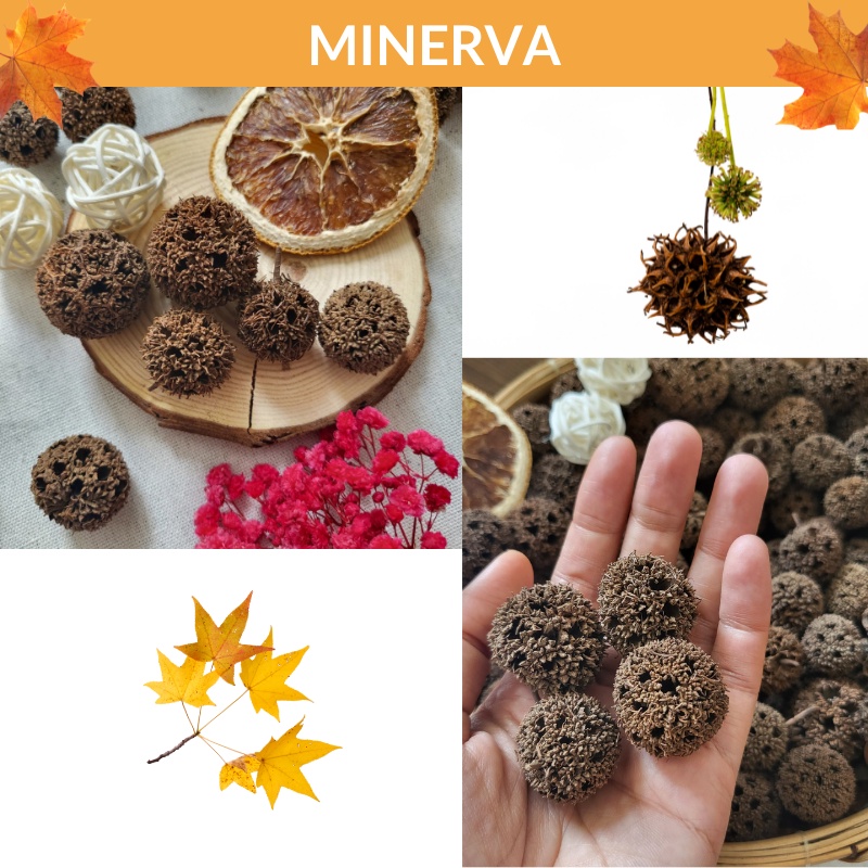 TRANG TRÍ 3 quả sweetgum khô phụ kiện chụp ảnh, trang trí nhà cửa, làm đồ handmade, phụ kiện gói quà tặng