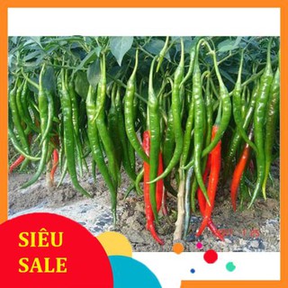 30 Hạt giống Ớt đậu đũa (tặng gói kích nẩy mầm và hướng dẫn) VIETPHAT