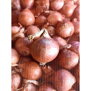 300g hành củ khô (loại 1 củ có to, có nhỏ ạ)