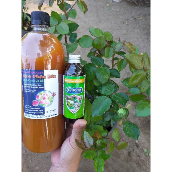 Bộ đôi siêu phân bón và siêu bọ trĩ
