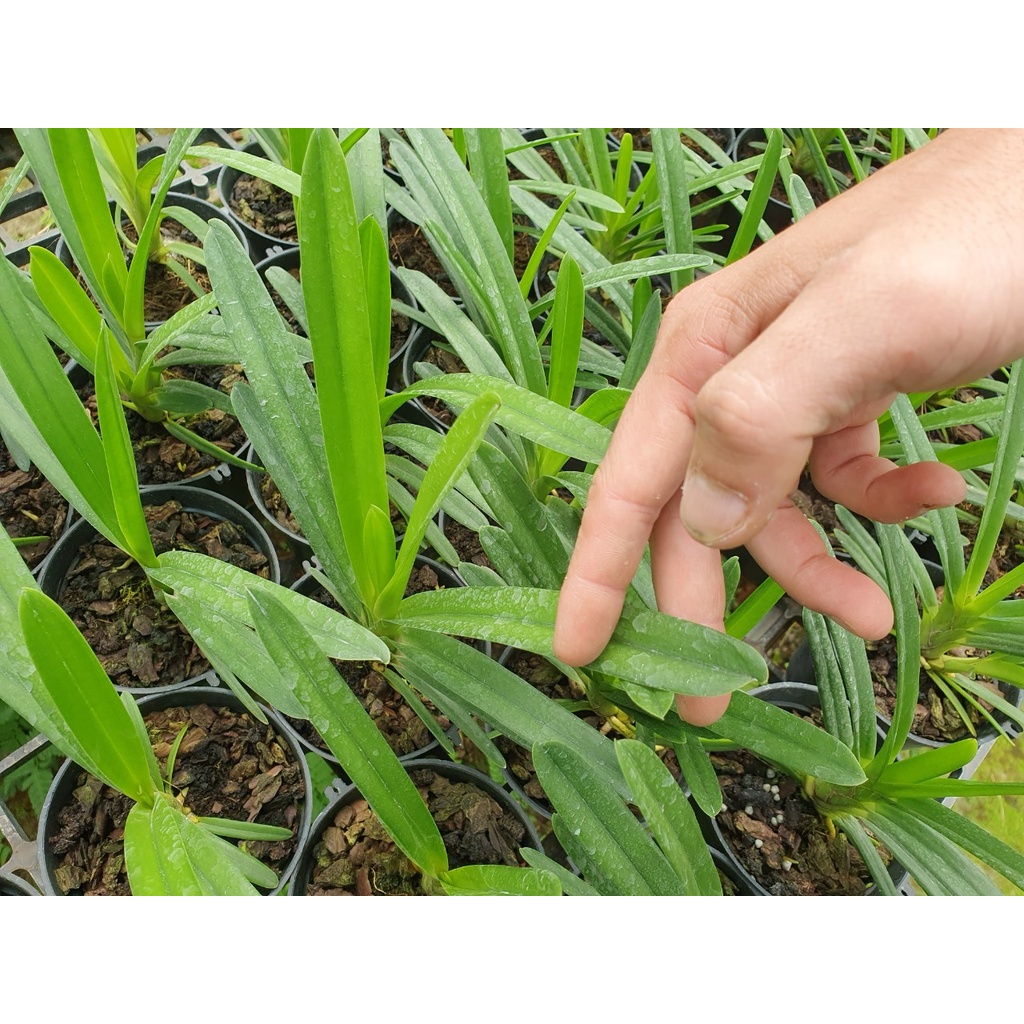 [Chính hãng] Vitamin B1 Super Root giúp phục hồi, vươn đọt và tăng sức đề kháng chống chịu hạn cho cây trồng hiệu quả