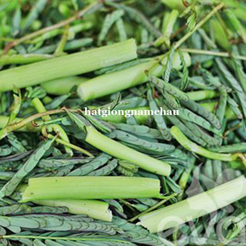 100 H - HẠT GIỐNG RAU RÚT DÚT