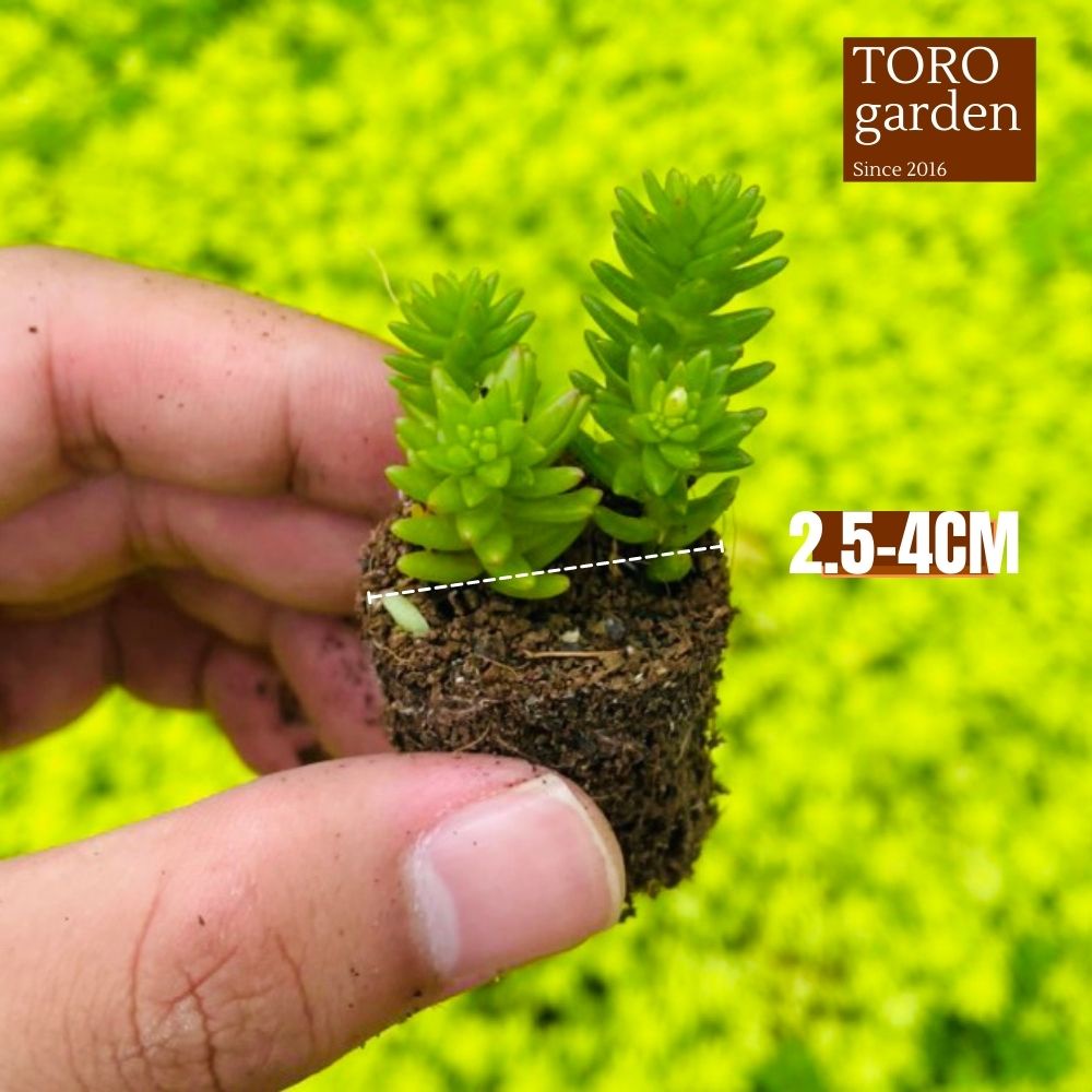 Sen đá sedum rong biển Đà Lạt size mini cây cảnh trang trí nhà cửa Toro garden