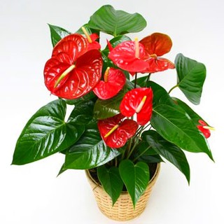 NHỊ HỒNG MÔN LÀM HOA