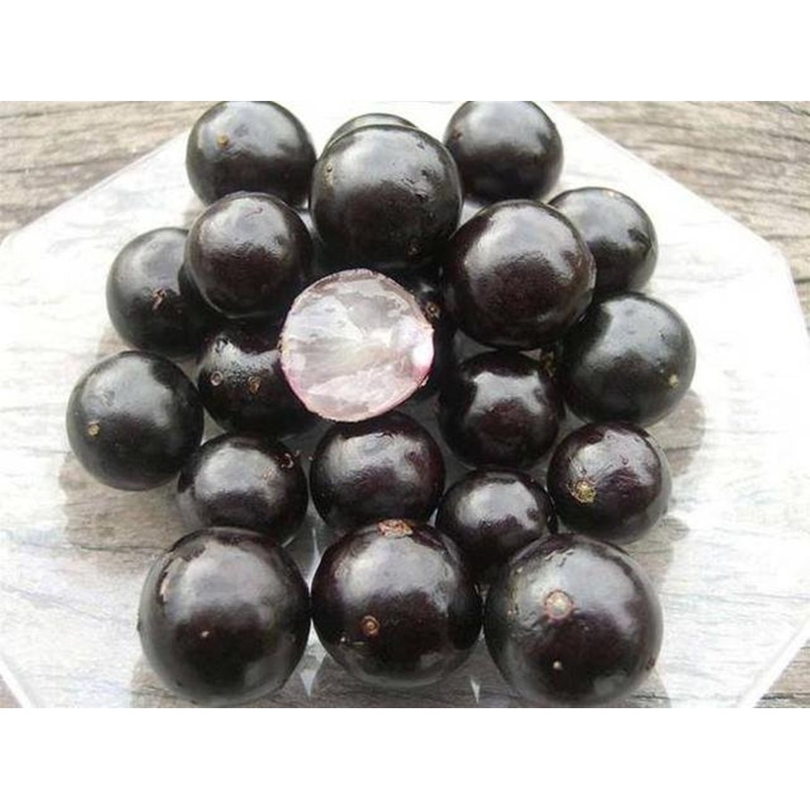 Hạt giống Nho thân gỗ