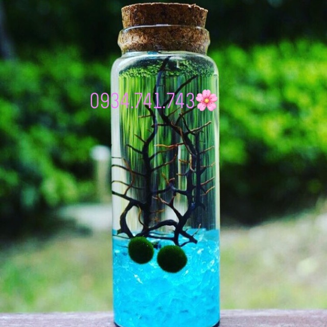 🍀🍀Set Lọ marimo sinh đôi cổ trụ ( marimo size 1.3cm)