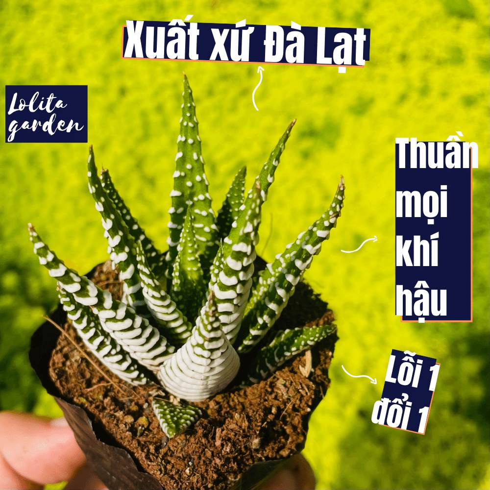 Móng rồng xòe Đà Lạt size bé cây cảnh trang trí nhà cửa Lolita garden