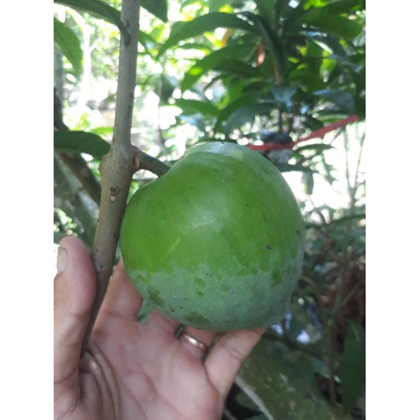 Cây giống LeKiMa, Lê ki ma, cây Trứng Gà