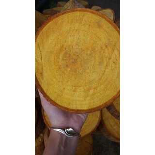 Cây Mật Gấu khô