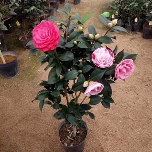 CÂY GIỐNG HOA TRÀ MY NGŨ SẮC