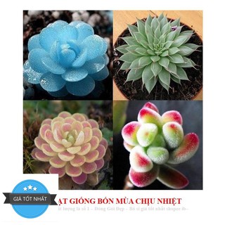 68A Hạt giống Sen đá Kim Cương (20 hạt)