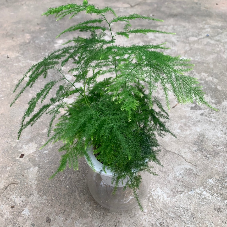 Cây thủy tùng thủy sinh, cây thông nước cao 20cm, bụi cây xum xuê xanh mướt quanh năm, cây nội thất để bàn