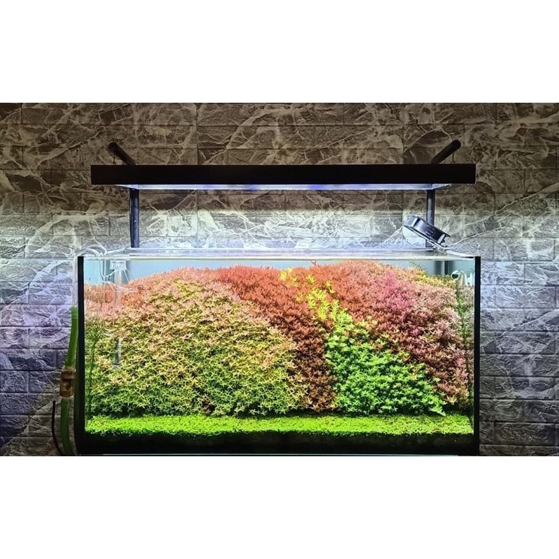 combo 5 loại vảy ốc thuỷ sinh