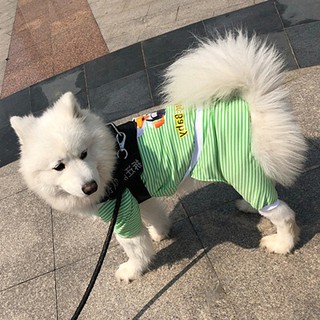 đẹp trai giá đặc biệt✔Quần áo chó mùa xuân và hè mô hình mỏng bốn chân chống tóc samoyed lớn vàng 30 kg 80 <