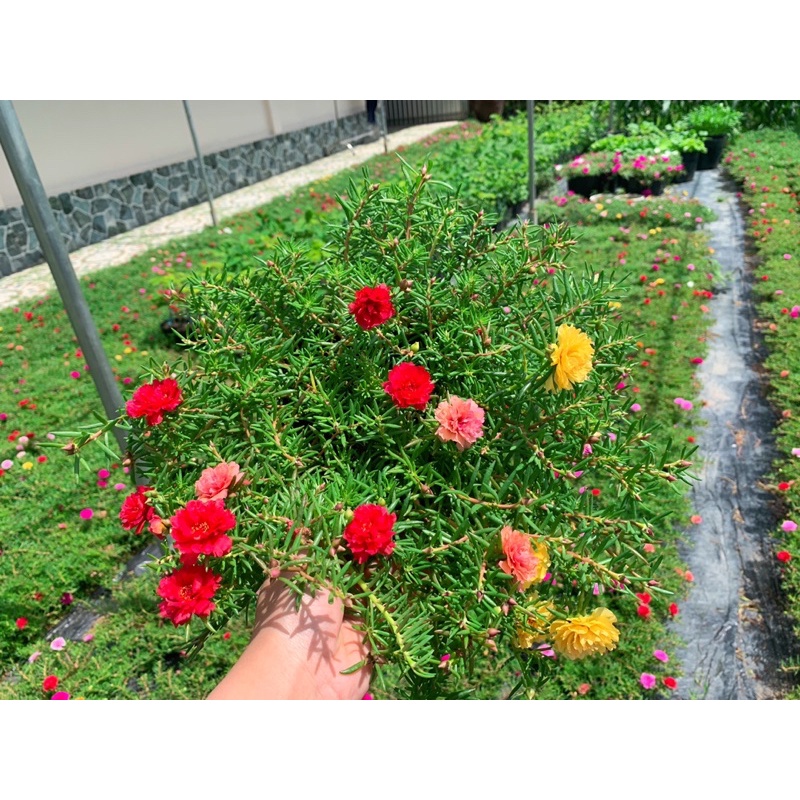 Hoa Mười Giờ Thái Kép Mix Màu🌸🌸