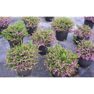 Bầu cây hoa cẩm tú mai