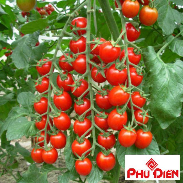 30 Hạt giống cà chua chùm leo giàn  PHÚ ĐIỀN