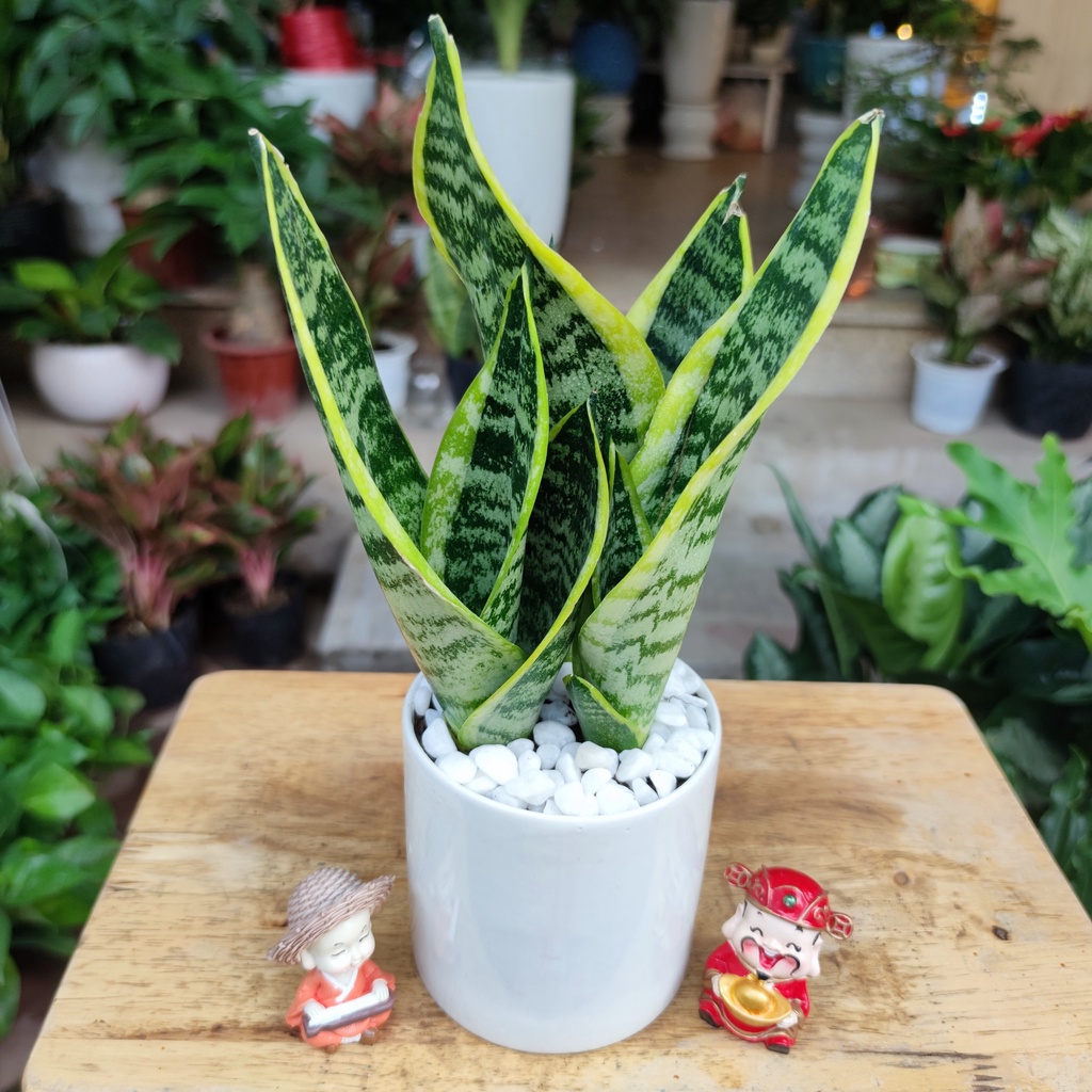 Cây lưỡi viền vàng Trang trí giúp lọc không khí văn phòng, phòng ngủ cao 30-35cm (chậu nhựa)