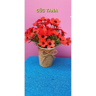 Cúc tana 2 bộ nguyên liệu như hình