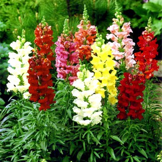 [Gói 200 Hạt] Hạt Giống Hoa Mõm Sói (tặng kèm phân)