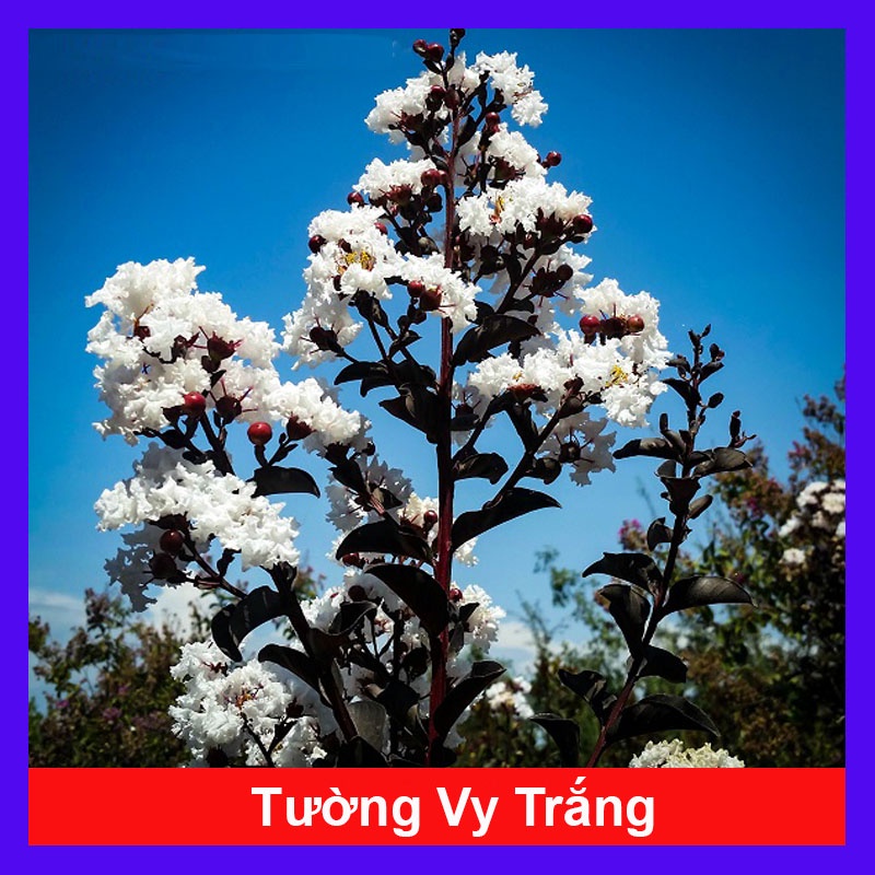 Cây tường vy hoa trắng - cây cảnh đẹp + tặng phân bón cho cây - caykiengsadec
