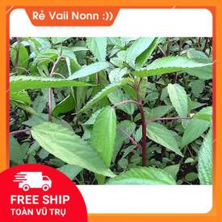 FLASH SALE rau đay chất lượng