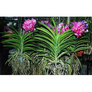 cây giống lan vanda, hàng nhập thái lan, đủ màu