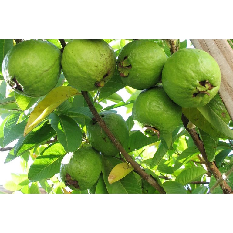 Phân bón dùng cho Ổi-MAX FRUIT chai 500ml giúp lớn trái, nặng cân, trái đẹp