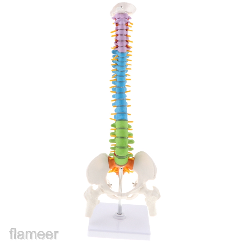 Mô Hình Giải Phẫu Cột Sống Và Xương Chậu Của Con Người Tỉ Lệ 1:1 Dùng Trong Giảng Dạy