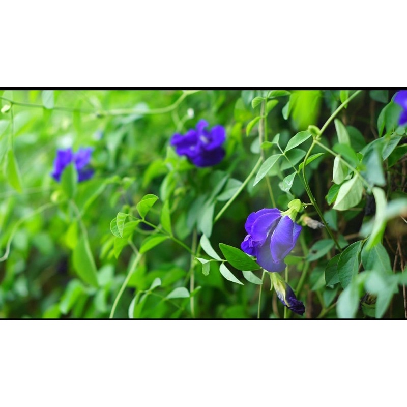 Cây hoa đậu biếc - Cây giống - Hạt giống