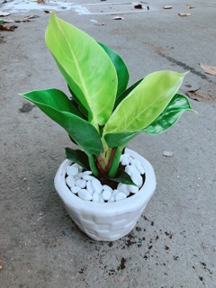 Chậu Cây Trầu Bà Đế Vương
