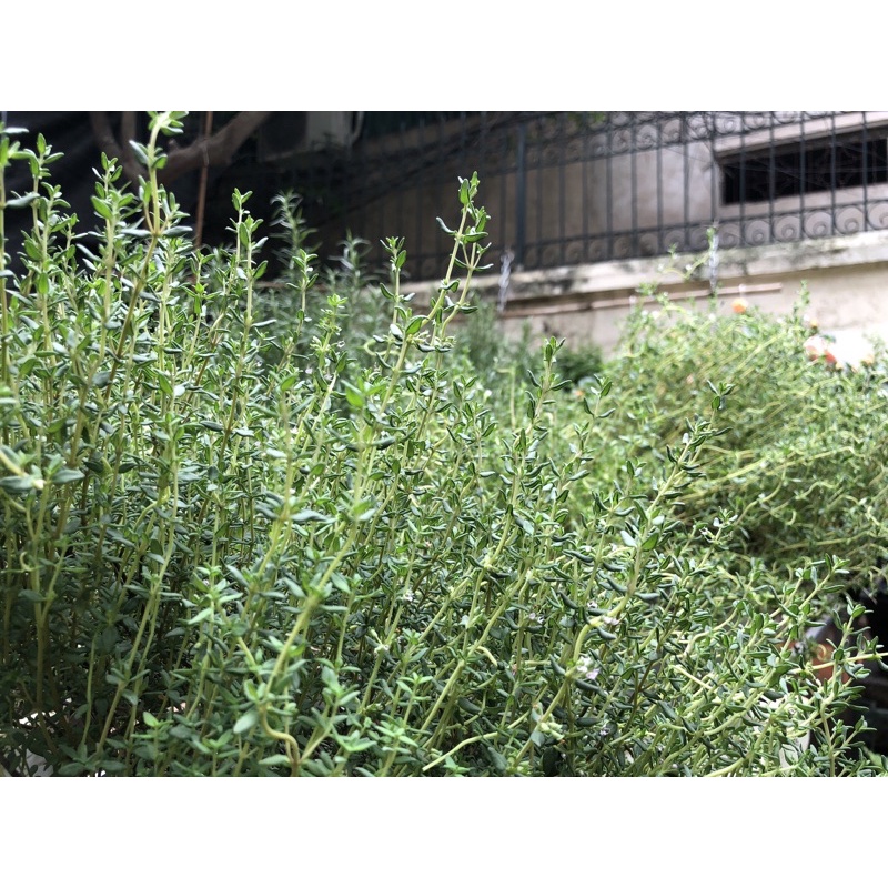 Cây cỏ xạ hương thyme gia vị Âu