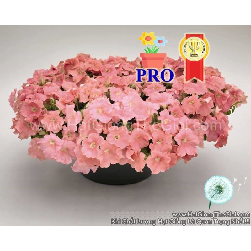 1000.HẠT Hạt Giống Hoa Dạ Yến Thảo Rũ Success! TR Hồng Salmon (| B27*X69)