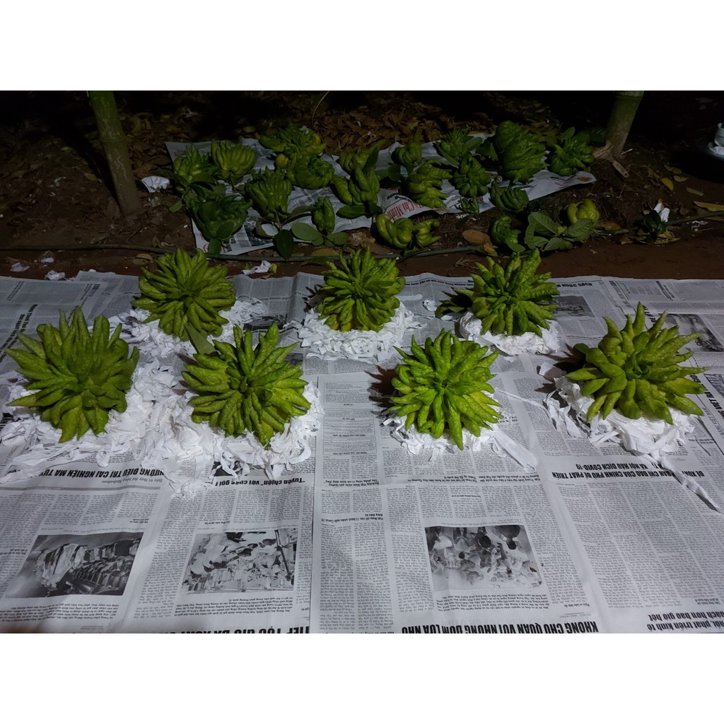 Quả Phật thủ bày ban thờ ngày lễ tết (sẵn hàng) | BigBuy360 - bigbuy360.vn