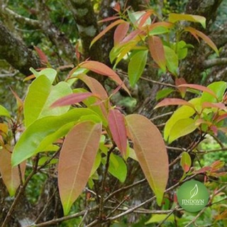 Cây thành ngạnh khô - Cây đỏ ngọn 1 kg