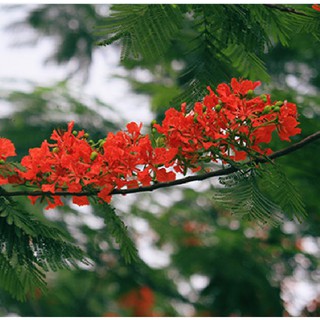 Hạt giống hoa phượng vỹ đỏ - 5 hạt