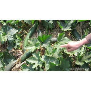 Hạt Giống Bí Sặt ( Bí Đao )