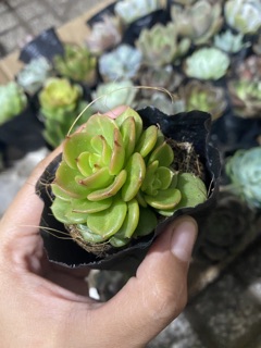 SEN ĐÁ ĐỒNG TIỀN XANH (NUDA)