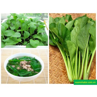 Hạt Giống Rau Cải Ngọt 10 Bịch
