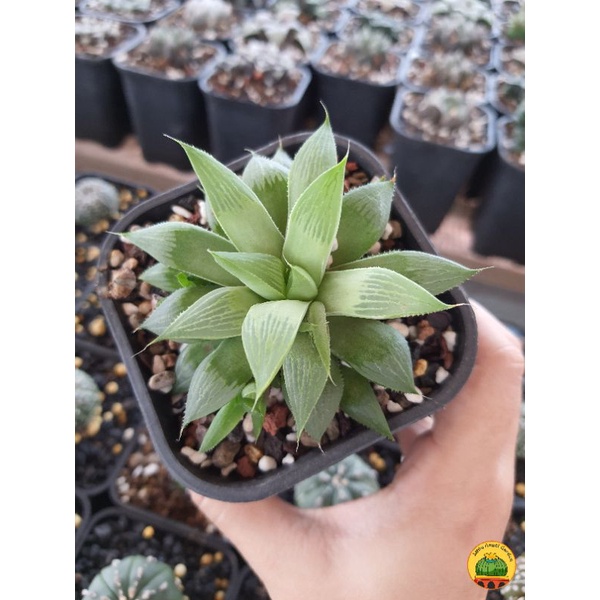 Haworthia Turgida giá rẻ, dễ chăm, cây nhà làm