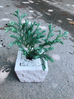 Chậu Tùng Tuyết